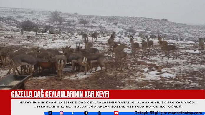 Gazella-Dag-Ceylanlarinin-Kar-Keyfi (2) Gazella Dağ Ceylanlarının Kar Keyfi