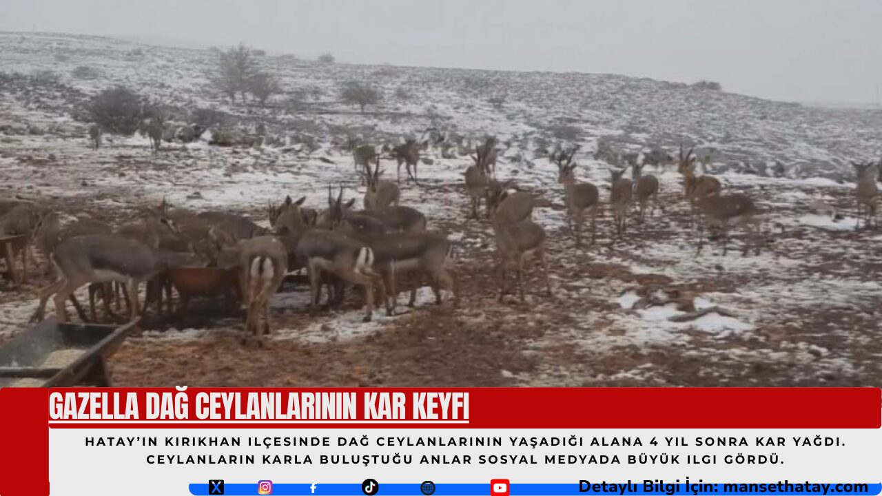 Gazella Dağ Ceylanlarının Kar Keyfi