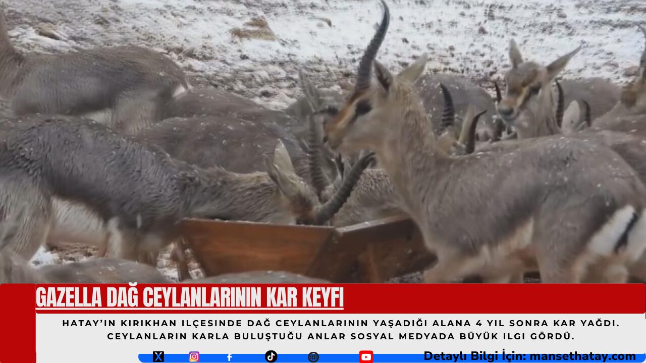 Gazella Dağ Ceylanlarının Kar Keyfi