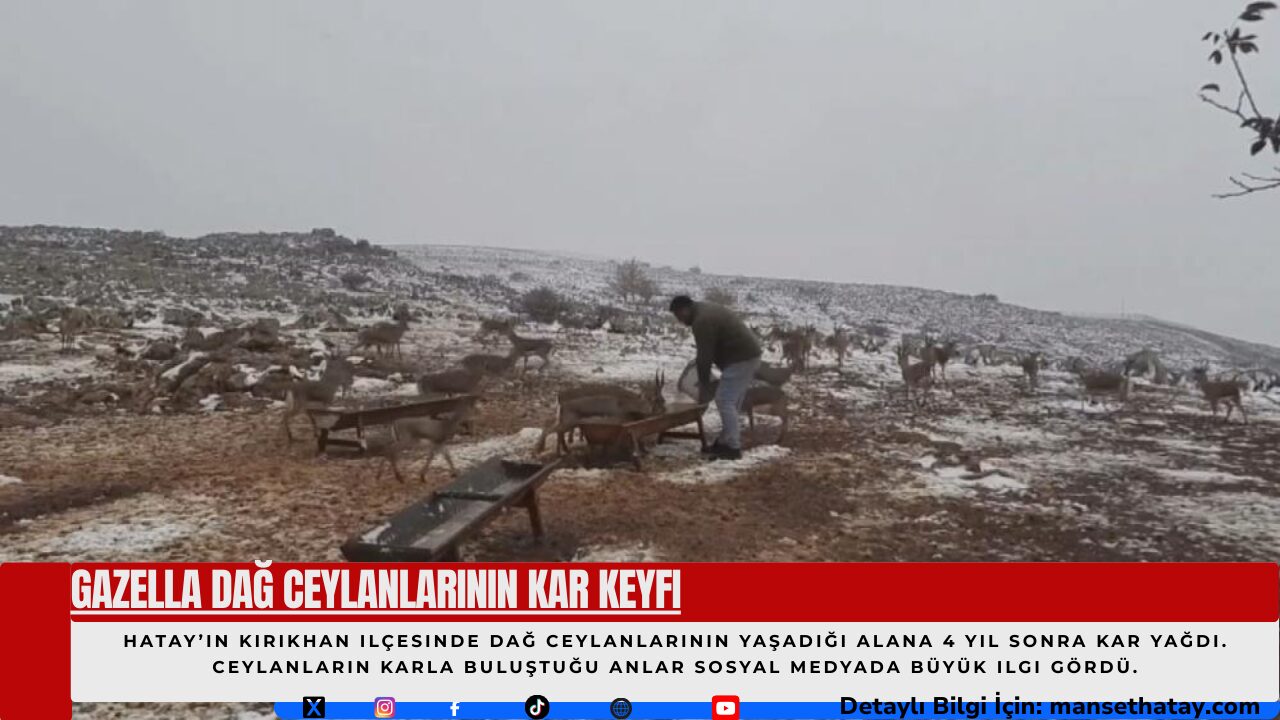 Gazella Dağ Ceylanlarının Kar Keyfi
