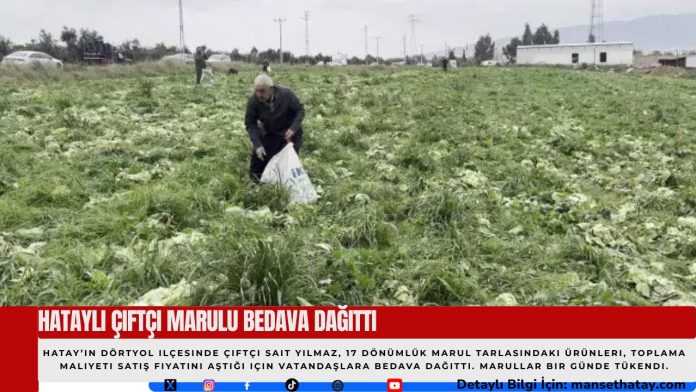 Hataylı Çiftçi Marulu Bedava Dağıttı