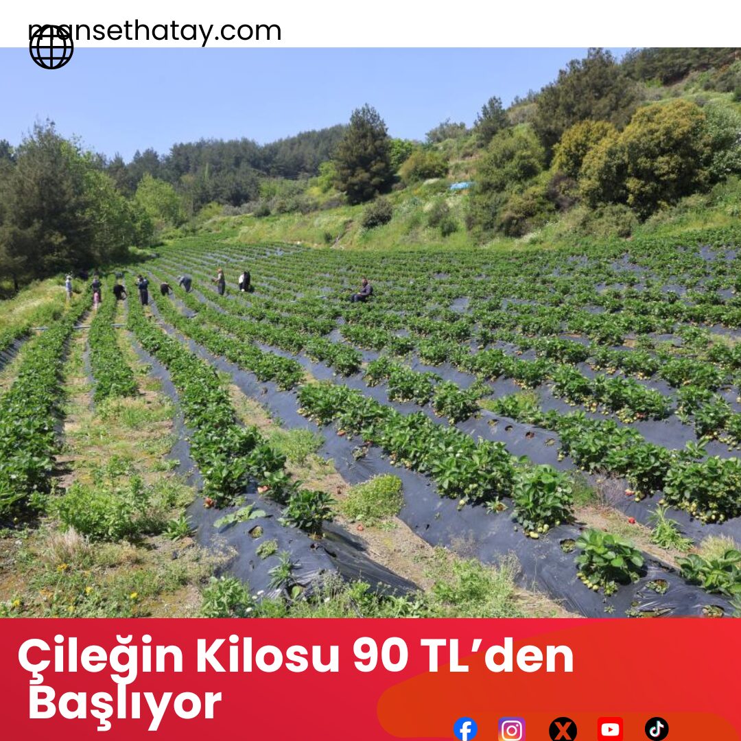 Çileğin Kilosu 90 TL’den Başlıyor