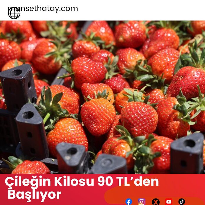 Çileğin Kilosu 90 TL’den Başlıyor