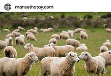 Hatay’da Kurbanlık Fiyatları Belli Oldu Hatay’da Kurbanlık Fiyatları Belli Oldu