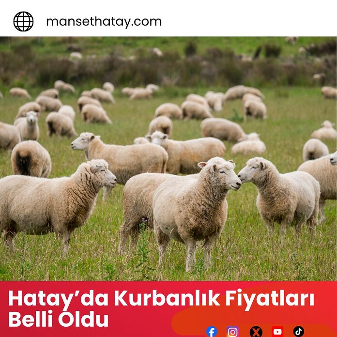 Hatay’da Kurbanlık Fiyatları Belli Oldu
